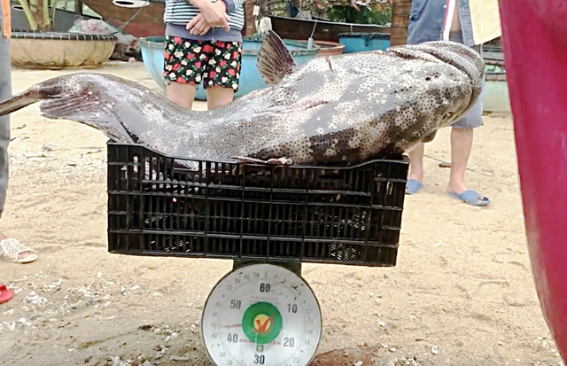 Between passion and livelihood, Vietnam’s sea anglers cast their lines- Ảnh 2. Between passion and livelihood, Vietnam’s sea anglers cast their lines- Ảnh 2.