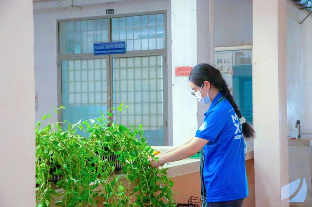 Bức rèm xanh tại Trường đại học Khoa học Tự nhiên TP.HCM - Ảnh 3.