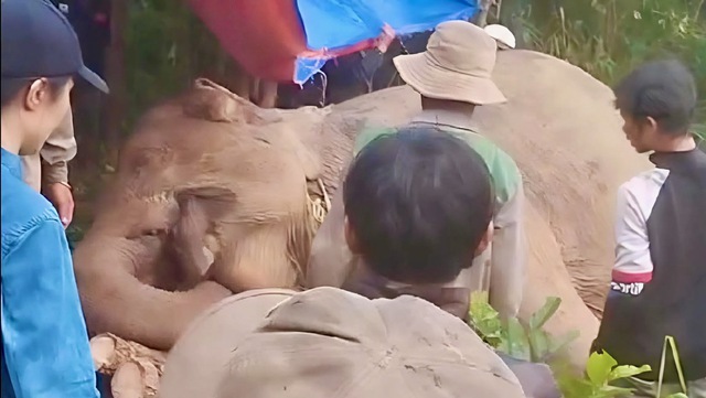 Domesticated elephant found dead in forest accident in Vietnam- Ảnh 1. Domesticated elephant found dead in forest accident in Vietnam- Ảnh 1.