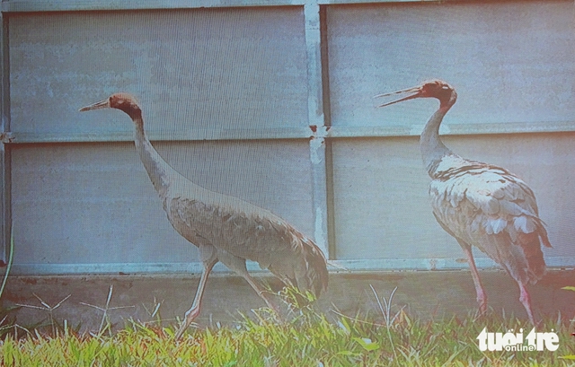 Sarus crane dies after transfer from Thailand to Vietnam conservation park - Ảnh 1.