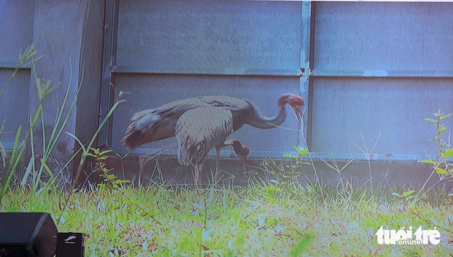 Sarus crane dies after transfer from Thailand to Vietnam conservation park - Ảnh 2.