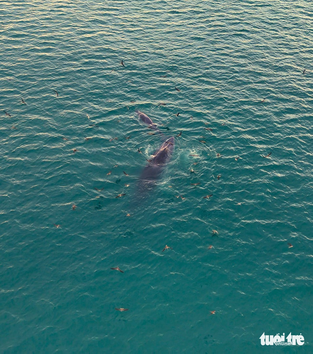 Whales repeatedly spotted hunting off coast of Vietnam’s Gia Lai, Dak Lak- Ảnh 1. Whales repeatedly spotted hunting off coast of Vietnam’s Gia Lai, Dak Lak- Ảnh 1.