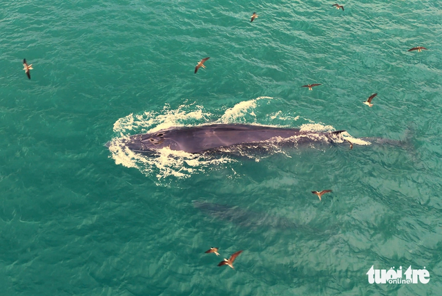 Whales repeatedly spotted hunting off coast of Vietnam’s Gia Lai, Dak Lak- Ảnh 2. Whales repeatedly spotted hunting off coast of Vietnam’s Gia Lai, Dak Lak- Ảnh 2.
