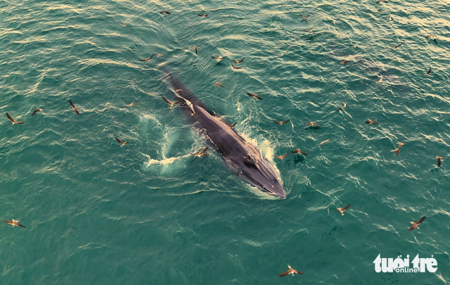 Whales repeatedly spotted hunting off coast of Vietnam’s Gia Lai, Dak Lak- Ảnh 3. Whales repeatedly spotted hunting off coast of Vietnam’s Gia Lai, Dak Lak- Ảnh 3.