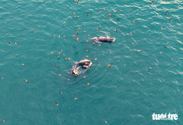 Whales repeatedly spotted hunting off coast of Vietnam’s Gia Lai, Dak Lak- Ảnh 4. Whales repeatedly spotted hunting off coast of Vietnam’s Gia Lai, Dak Lak- Ảnh 4.