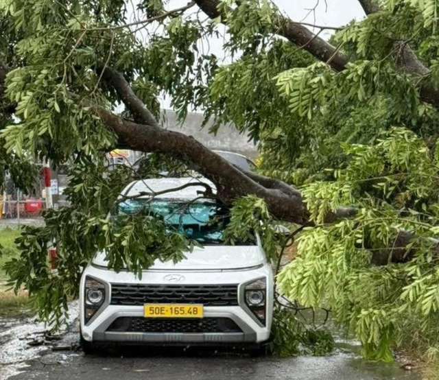 Strong winds, thunderstorm topple trees across Ho Chi Minh City - Ảnh 2.