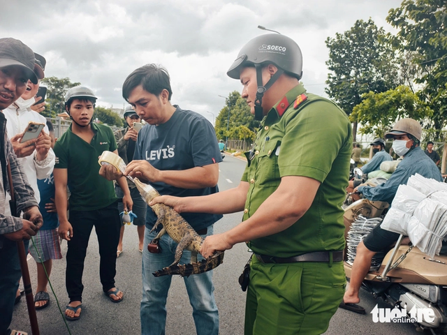 Small crocodile captured from Ho Chi Minh City canal- Ảnh 3.