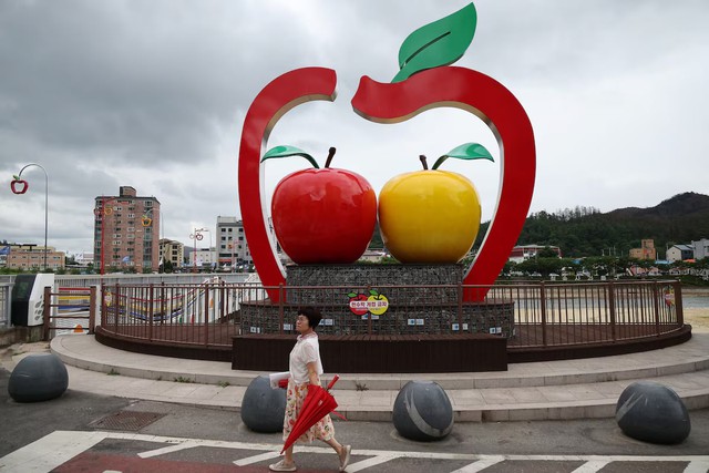 In South Korea's 'apple county', farmers beg not to be sacrificed for US trade deal- Ảnh 1. In South Korea's 'apple county', farmers beg not to be sacrificed for US trade deal- Ảnh 1.
