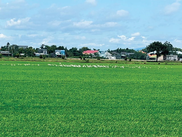 Mê chữ ê kéo dài làng chài Phước Hải - Ảnh 8.
