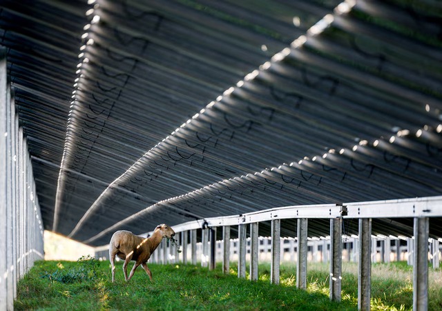 EU solar energy rollout slows for first time in decade as subsidies cut- Ảnh 1. EU solar energy rollout slows for first time in decade as subsidies cut- Ảnh 1.
