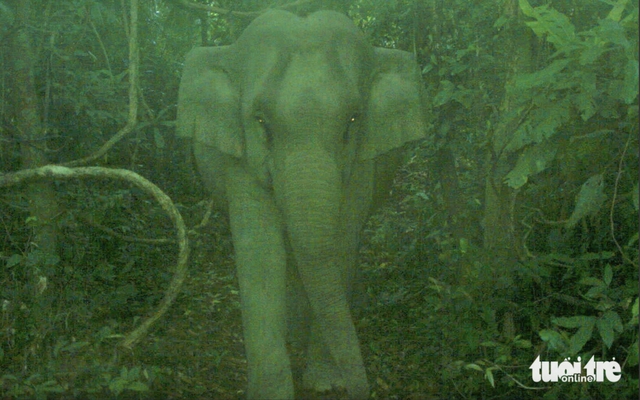 Baby elephant spotted via camera trap in Da Nang- Ảnh 1. Baby elephant spotted via camera trap in Da Nang- Ảnh 1.