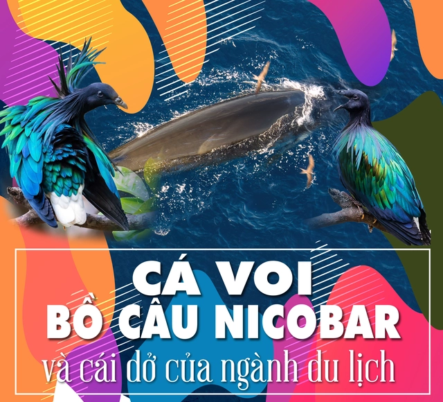 Cá voi, bồ câu nicobar và cái dở của ngành du lịch