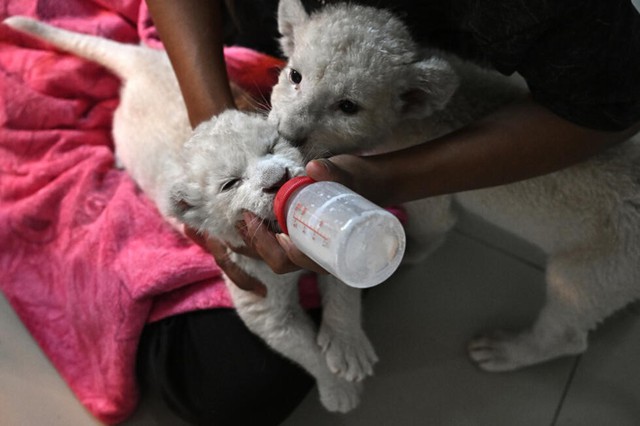 'Absolute madness': Thailand's pet lion problem - Ảnh 1.