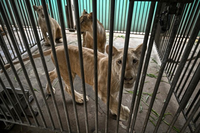 'Absolute madness': Thailand's pet lion problem - Ảnh 2.
