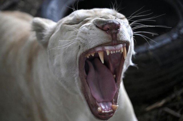 'Absolute madness': Thailand's pet lion problem - Ảnh 3.