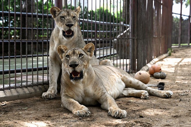 'Absolute madness': Thailand's pet lion problem - Ảnh 5.