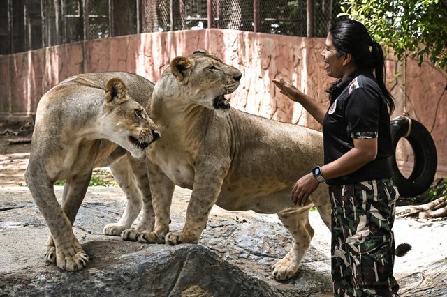 'Absolute madness': Thailand's pet lion problem - Ảnh 7.