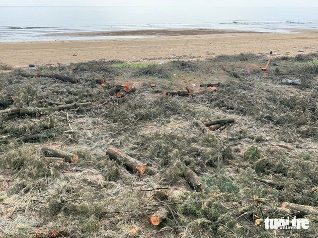 Vietnamese province probes tree felling in coastal protection forest- Ảnh 1. Vietnamese province probes tree felling in coastal protection forest- Ảnh 1.