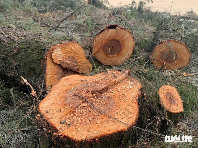 Vietnamese province probes tree felling in coastal protection forest- Ảnh 2. Vietnamese province probes tree felling in coastal protection forest- Ảnh 2.