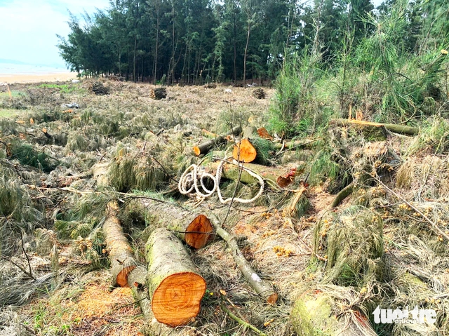 Vietnamese province probes tree felling in coastal protection forest- Ảnh 4. Vietnamese province probes tree felling in coastal protection forest- Ảnh 4.