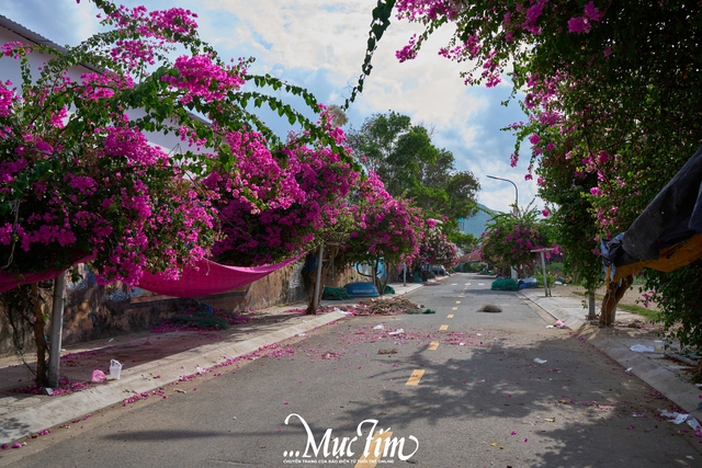 Check-in con đường hoa giấy đẹp như tranh tại Khánh Hòa- Ảnh 3.