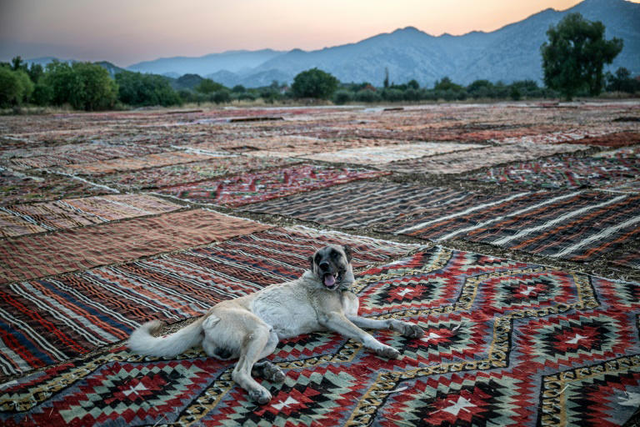 Thousands of carpets sunbathe at Turkish resort- Ảnh 3. Thousands of carpets sunbathe at Turkish resort- Ảnh 3.