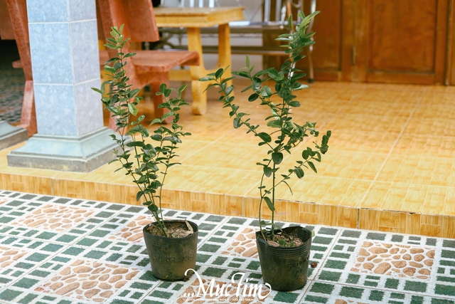 Ghé thăm vườn siro 9 Vũ - điểm đến xanh mát tại Đồng Tháp (Tiền Giang cũ) mùa hè này - Ảnh 16.