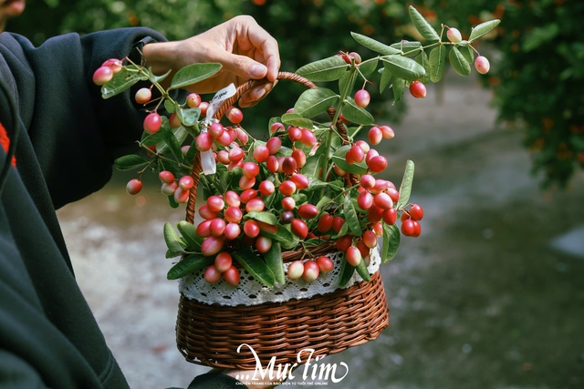 Ghé thăm vườn siro 9 Vũ - điểm đến xanh mát tại Đồng Tháp (Tiền Giang cũ) mùa hè này - Ảnh 27.