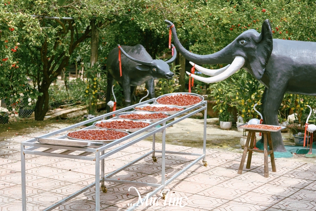 Ghé thăm vườn siro 9 Vũ - điểm đến xanh mát tại Đồng Tháp (Tiền Giang cũ) mùa hè này - Ảnh 7.