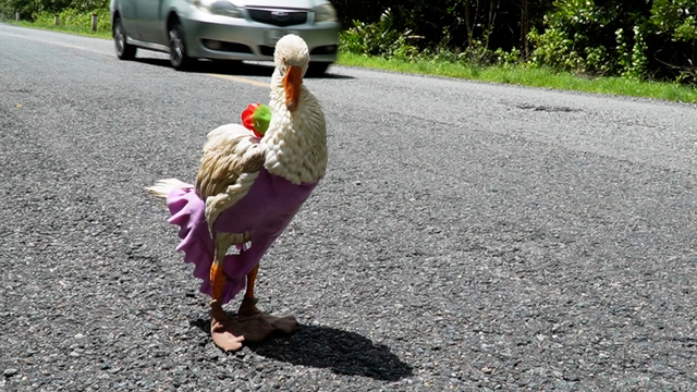 Dona the goose: Feathered friend on cross-Vietnam journey - Ảnh 4.