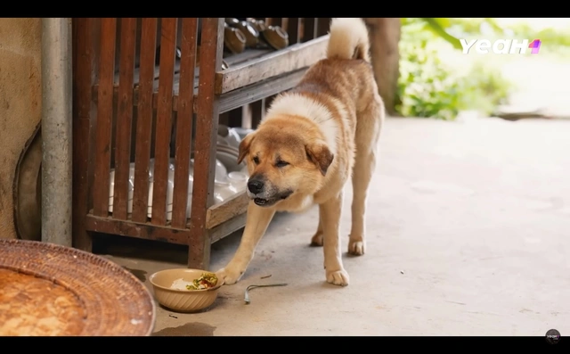 Gặp gỡ thế giới động vật đáng yêu trong Gia đình Haha - Ảnh 4.