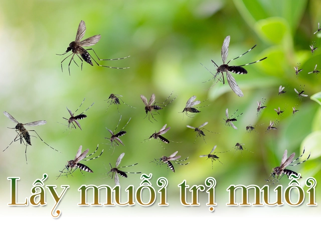 Lấy muỗi trị muỗi