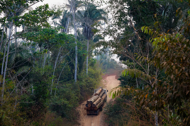 Illegal loggers profit from Brazil’s carbon credit projects
- Ảnh 1. Illegal loggers profit from Brazil’s carbon credit projects
- Ảnh 1.