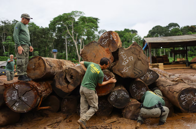 Illegal loggers profit from Brazil’s carbon credit projects
- Ảnh 2. Illegal loggers profit from Brazil’s carbon credit projects
- Ảnh 2.