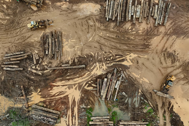 Illegal loggers profit from Brazil’s carbon credit projects
- Ảnh 3. Illegal loggers profit from Brazil’s carbon credit projects
- Ảnh 3.