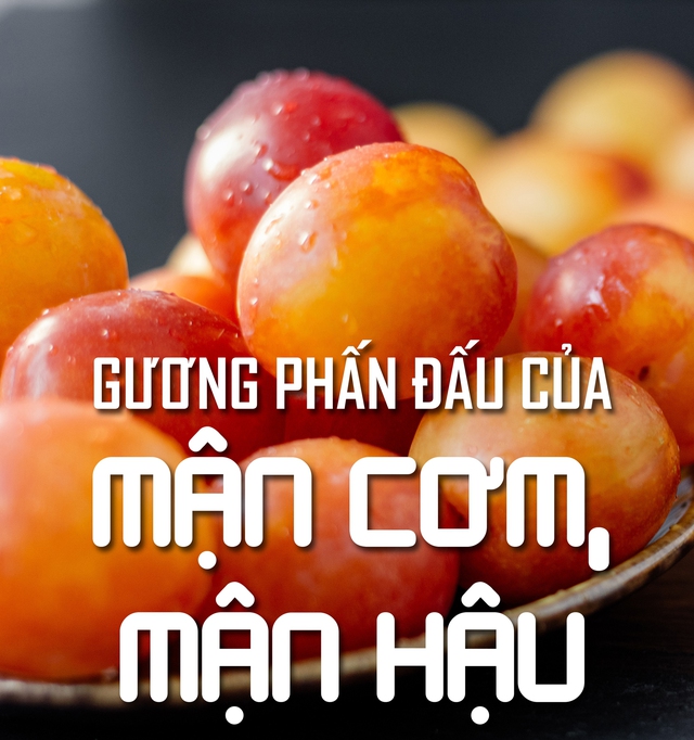 Gương phấn đấu của mận cơm, mận hậu