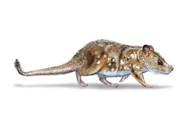 Scientists find 74-million-year-old mammal fossil in Chile - Ảnh 1.