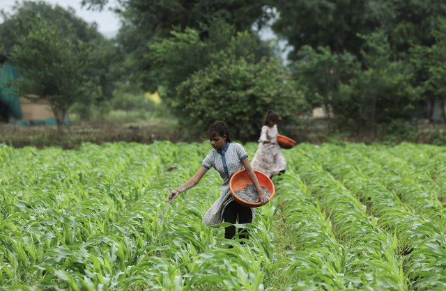 India's ethanol drive imperils its push for edible oil self-sufficiency
- Ảnh 1.