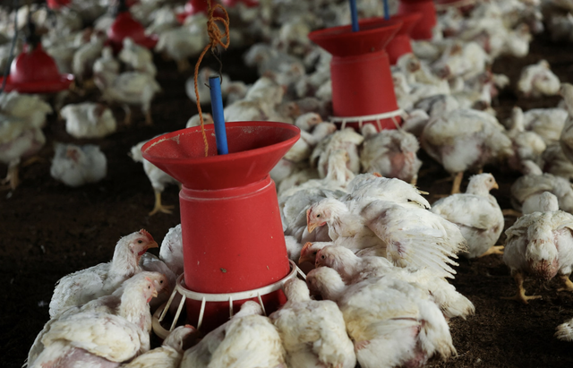India's ethanol drive imperils its push for edible oil self-sufficiency
- Ảnh 2.