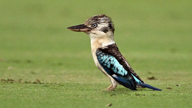 Scientists find surprising sex reversal in Australian birds- Ảnh 1. Scientists find surprising sex reversal in Australian birds- Ảnh 1.