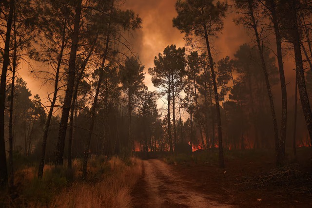 Wildfires fanned by heatwave and strong winds rage across Europe- Ảnh 4.