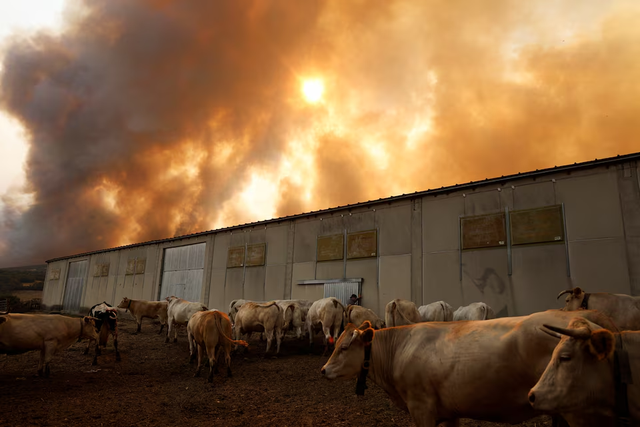 Spain battles 14 major fires with more expected- Ảnh 2. Spain battles 14 major fires with more expected- Ảnh 2.