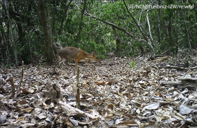 Silver-backed chevrotain, other species added to Vietnam’s endangered list - Ảnh 1.