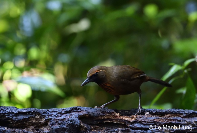 Silver-backed chevrotain, other species added to Vietnam’s endangered list - Ảnh 2.