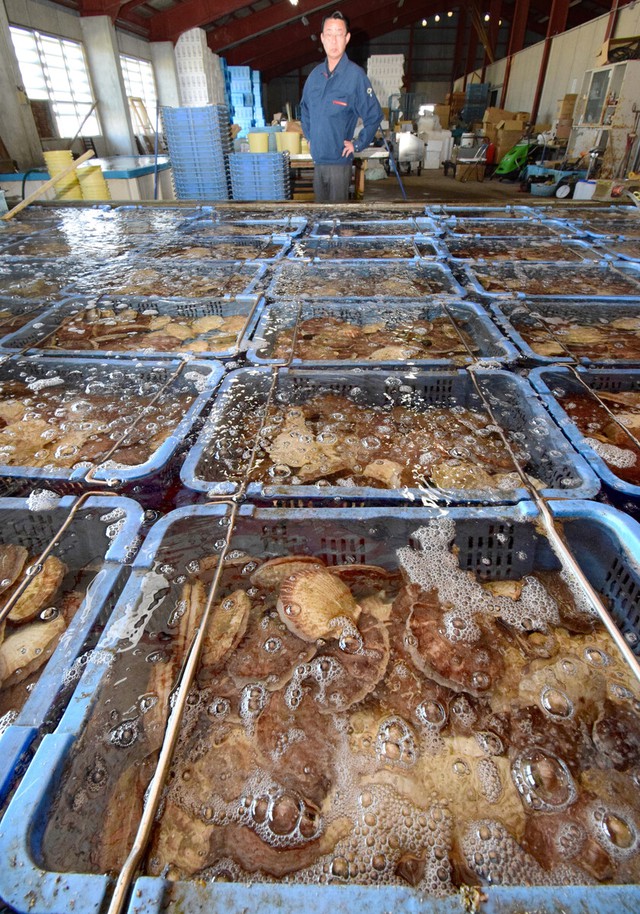 JETRO struggles to expand scallop supply chain in US- Ảnh 1.