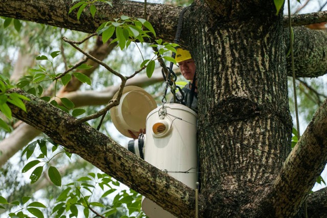 HK scientist puts hope in nest boxes to save endangered cockatoos - Ảnh 6.