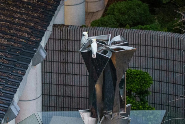 HK scientist puts hope in nest boxes to save endangered cockatoos - Ảnh 7.