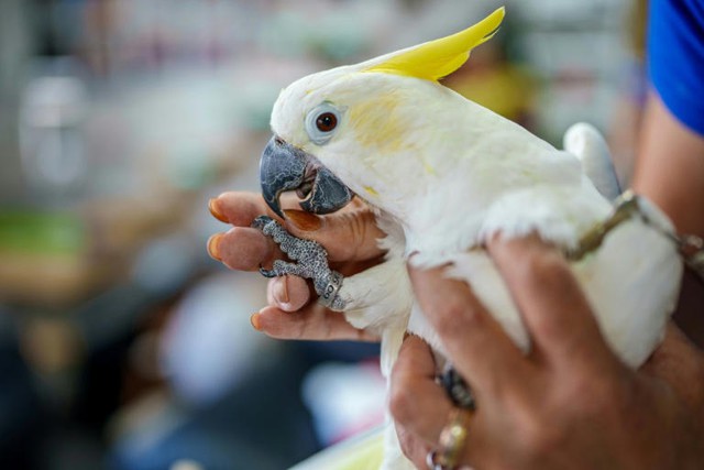 HK scientist puts hope in nest boxes to save endangered cockatoos - Ảnh 2.