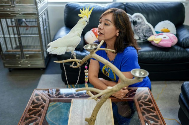 HK scientist puts hope in nest boxes to save endangered cockatoos - Ảnh 3.