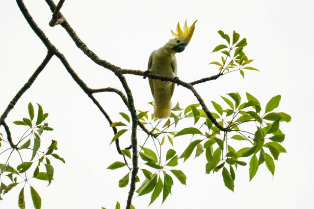 HK scientist puts hope in nest boxes to save endangered cockatoos - Ảnh 1.